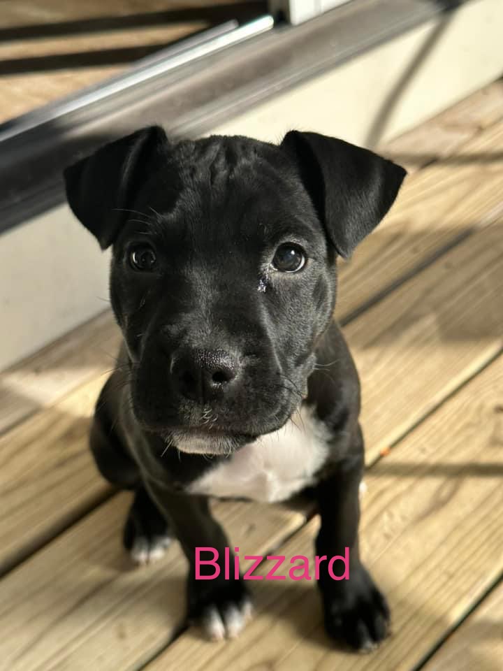 Blizzard photo 4