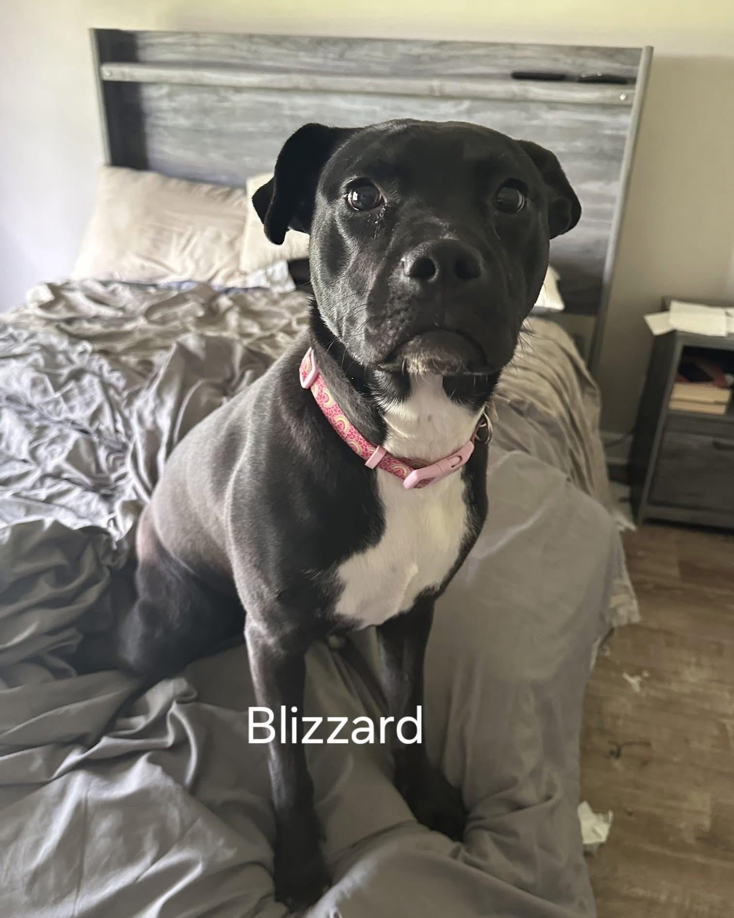 Blizzard, a Adoptable American Staffordshire Terrier in Algonquin, IL image 2/6