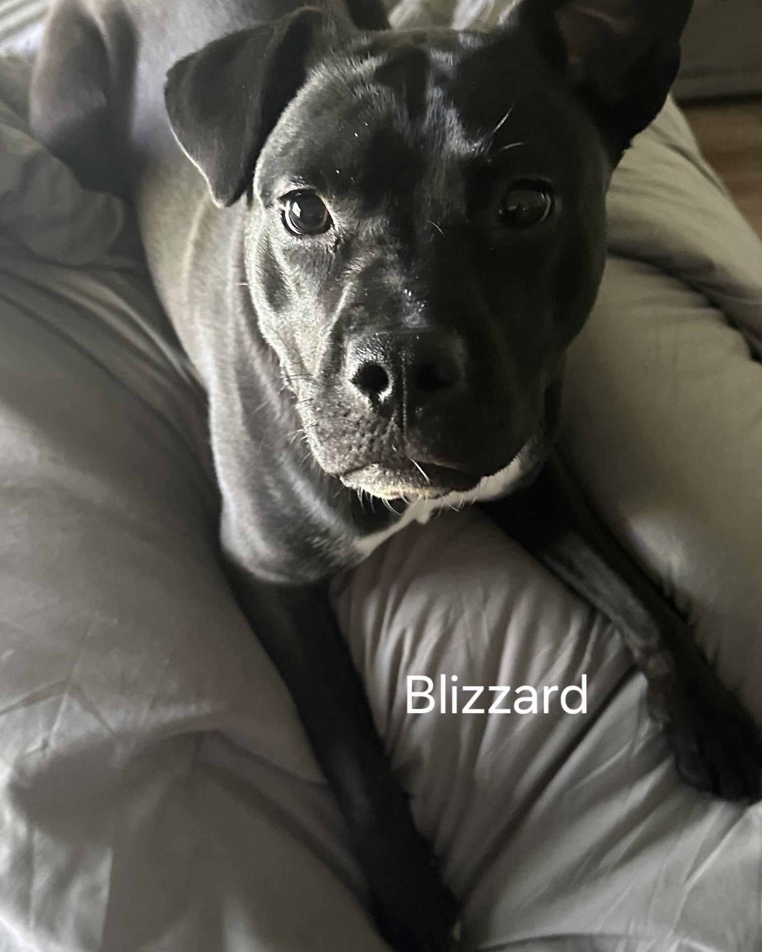 Blizzard, a Adoptable American Staffordshire Terrier in Algonquin, IL image 5/6