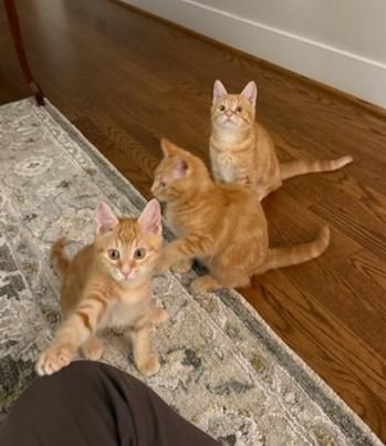 Barnaby, Bryson and Berry- Littermates, a Adoptable Domestic Short Hair in Arlington, VA image 1/6