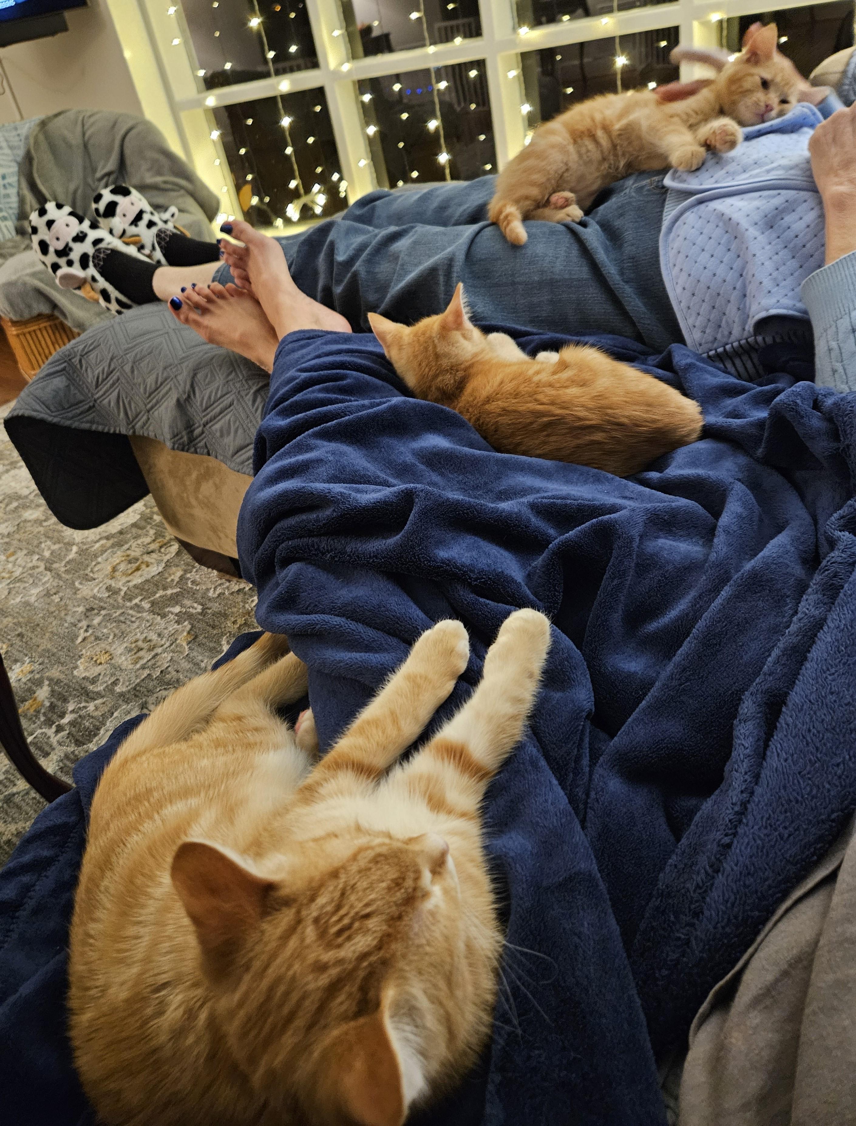 Barnaby, Bryson and Berry- Littermates, a Adoptable Domestic Short Hair in Arlington, VA image 2/6