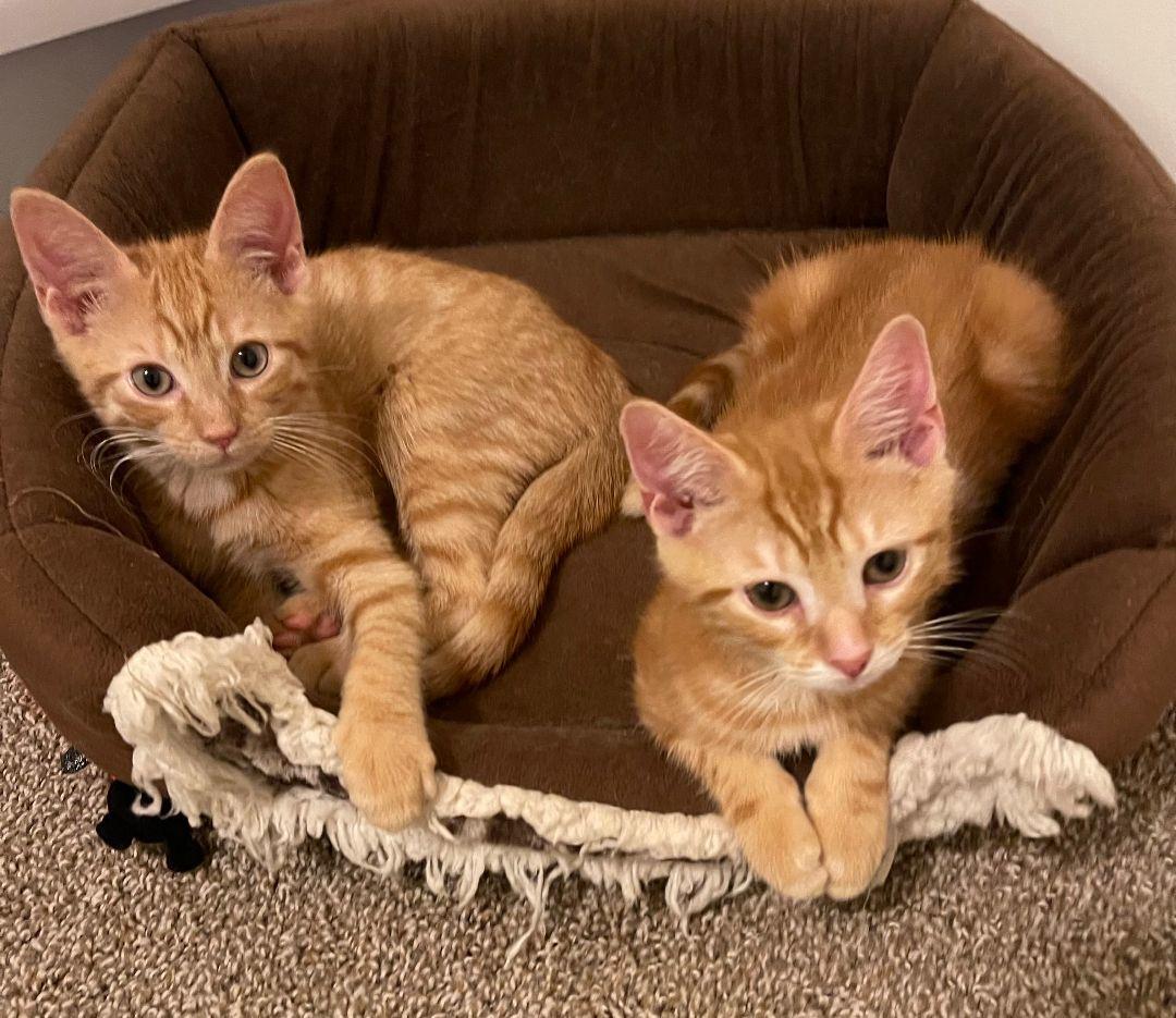 Barnaby, Bryson and Berry- Littermates, a Adoptable Domestic Short Hair in Arlington, VA image 3/6