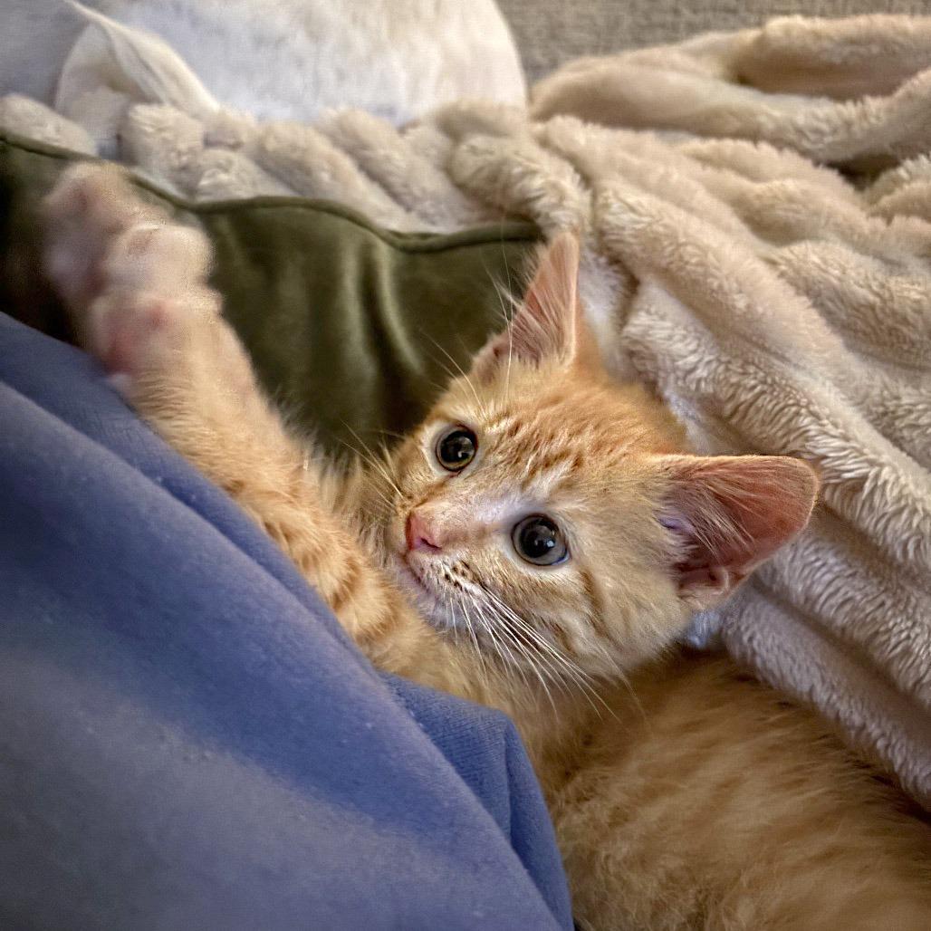 Barnaby, Bryson and Berry- Littermates, a Adoptable Domestic Short Hair in Arlington, VA image 5/6
