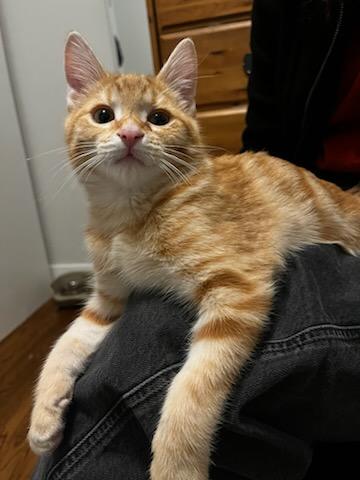 Barnaby, Bryson and Berry- Littermates, a Adoptable Domestic Short Hair in Arlington, VA image 4/6