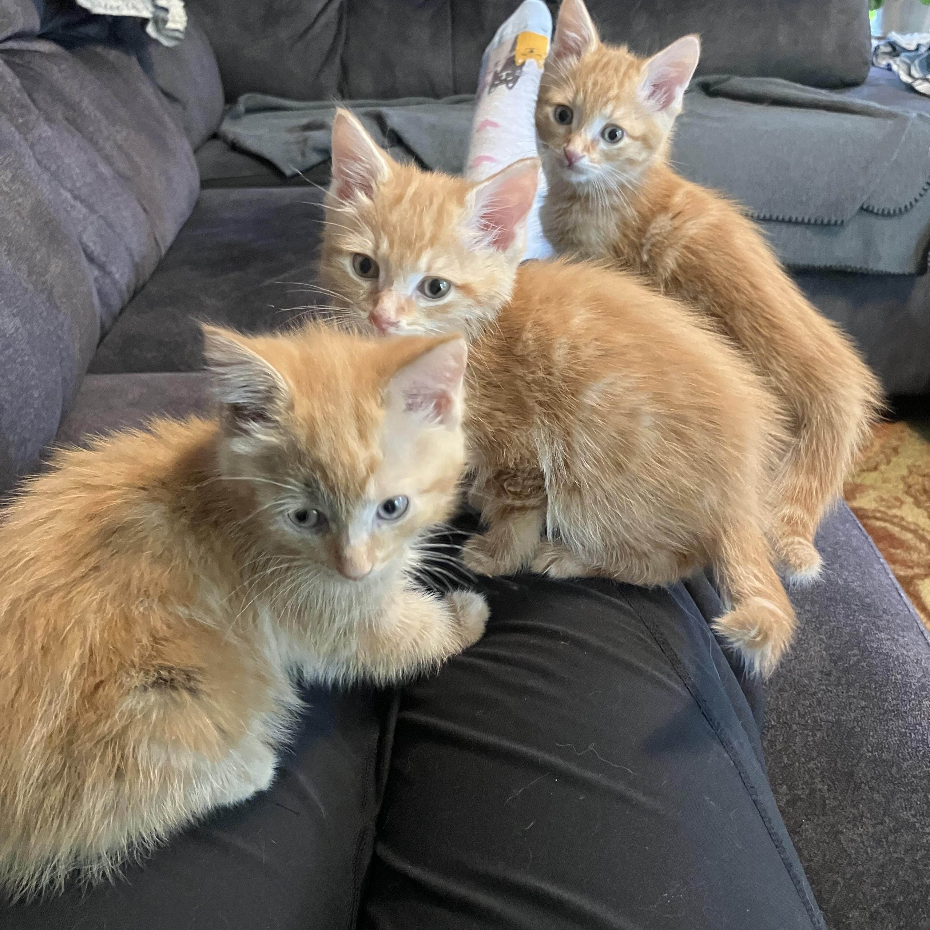 Barnaby, Bryson and Berry- Littermates