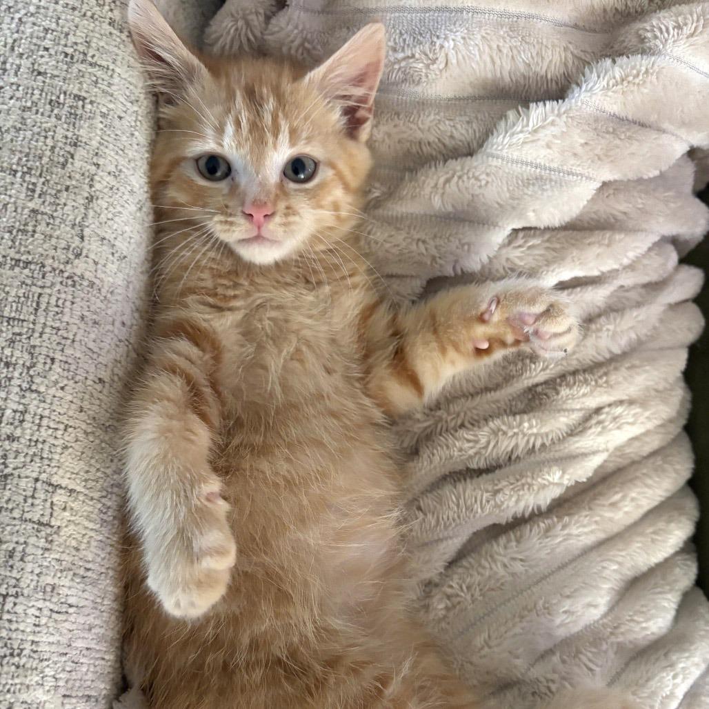 Barnaby, Bryson and Berry- Littermates