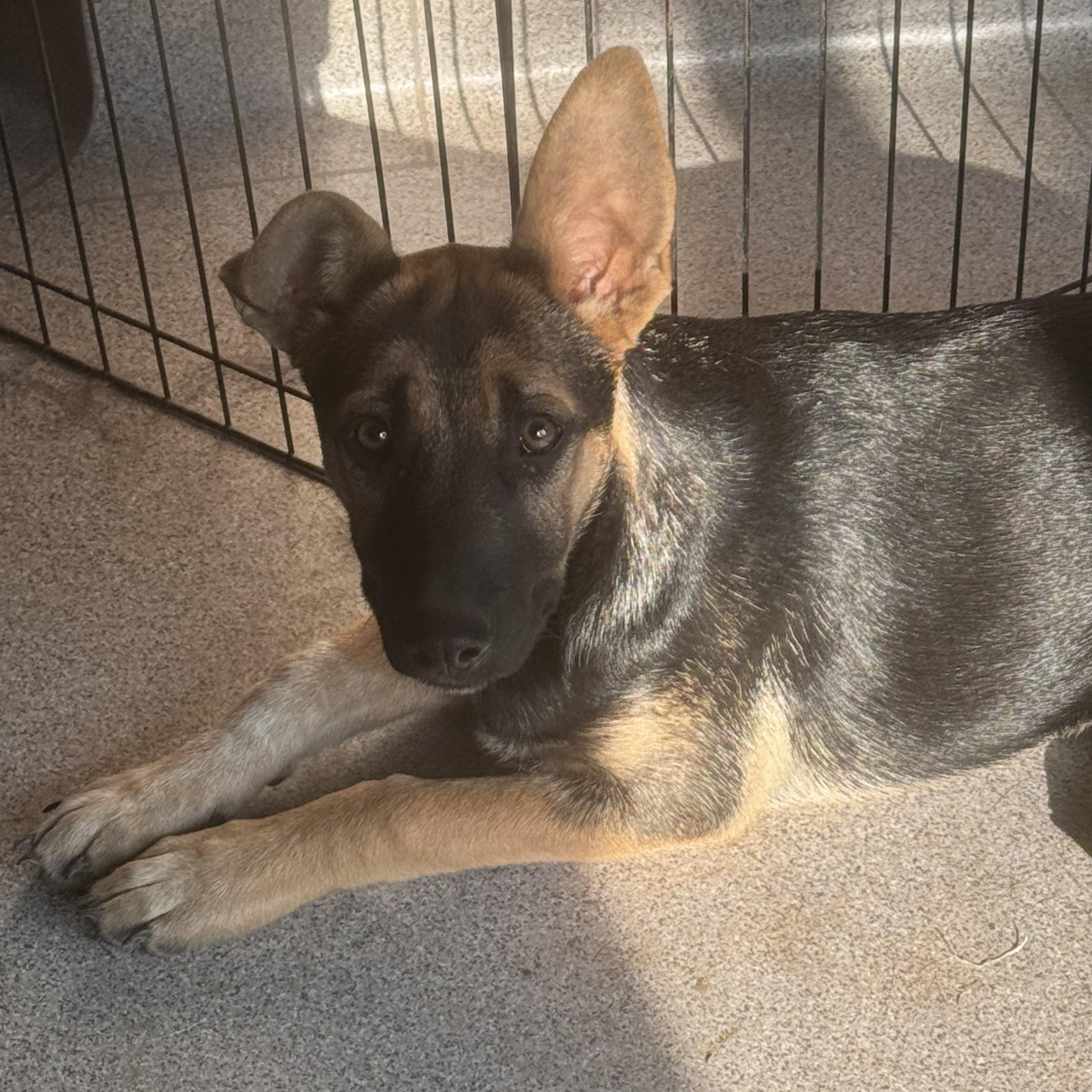 Enlarge Edith, an adoptable German Shepherd Dog in Bend, OR image 3/3