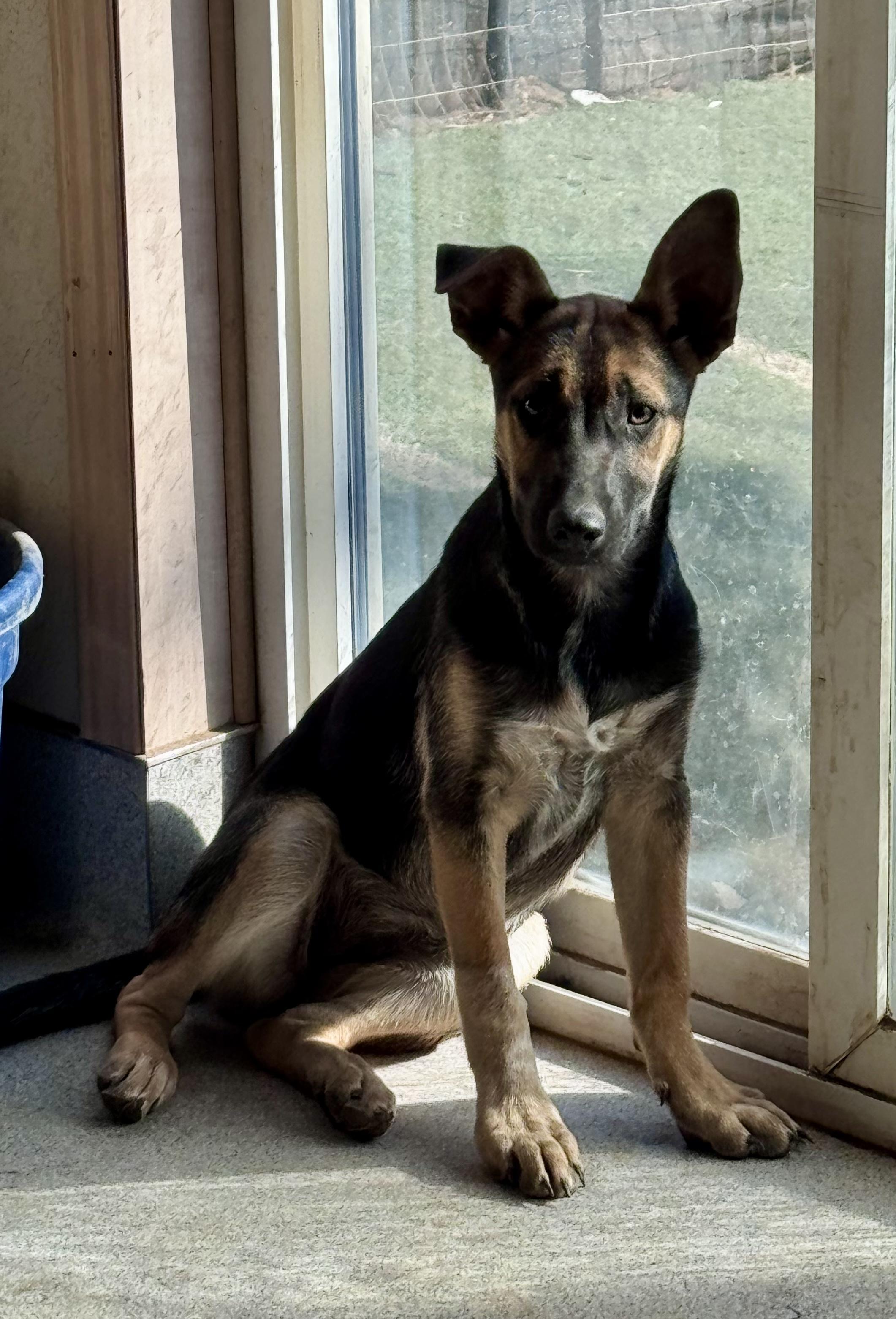 Enlarge Edith, an adoptable German Shepherd Dog in Bend, OR image 1/3