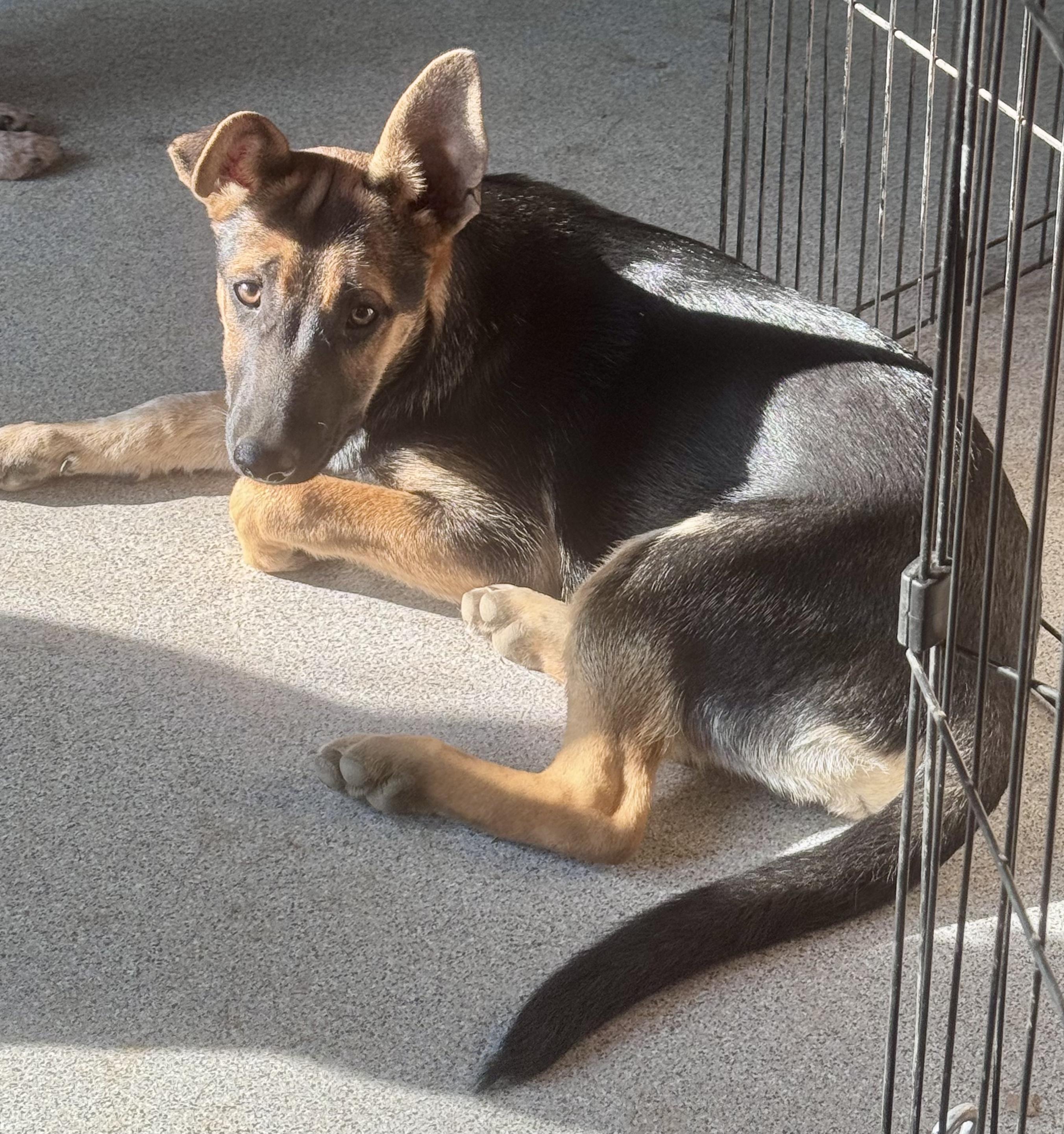 Enlarge Edith, an adoptable German Shepherd Dog in Bend, OR image 2/3