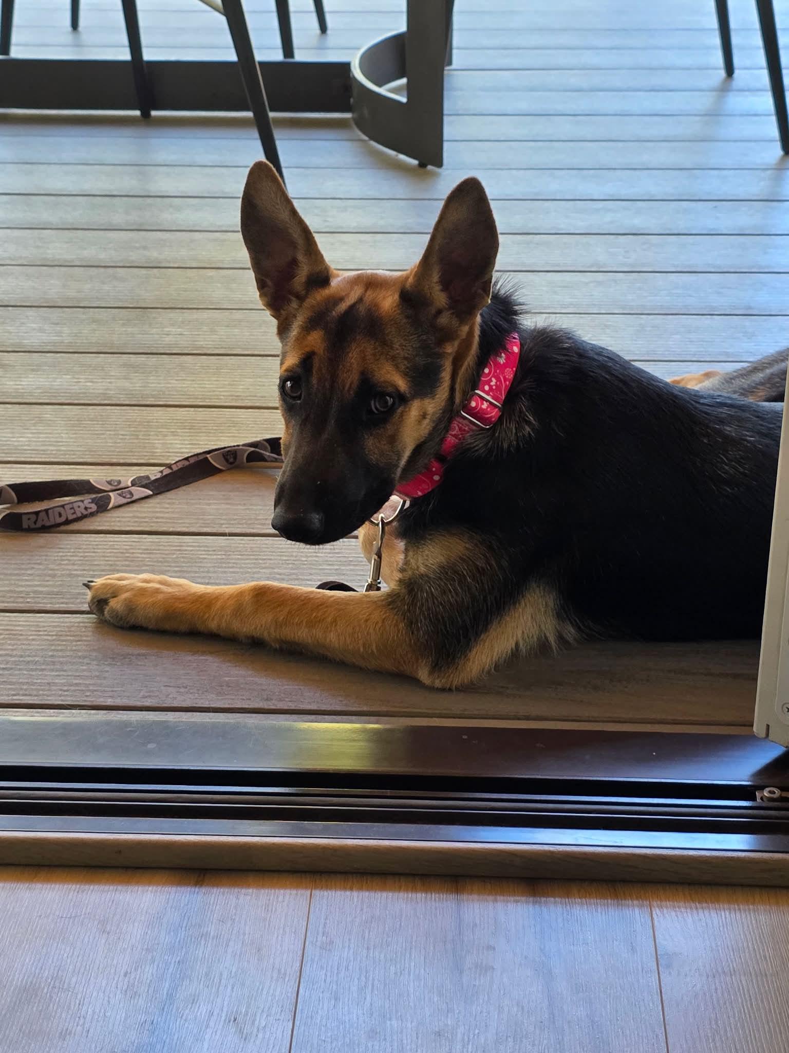 Enlarge Edith, a Adopted German Shepherd Dog in Bend, OR image 2/3