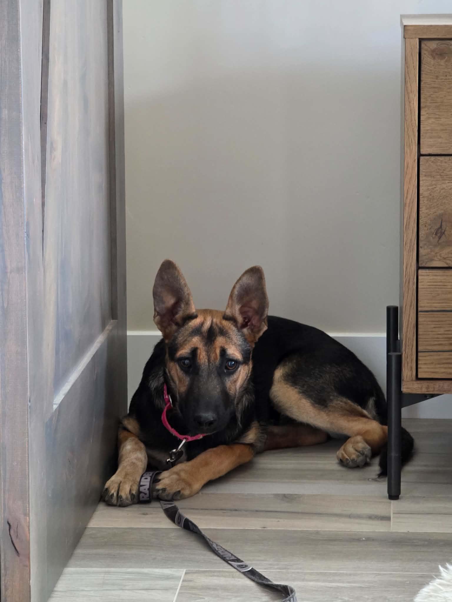 Enlarge Edith, a Adopted German Shepherd Dog in Bend, OR image 1/3