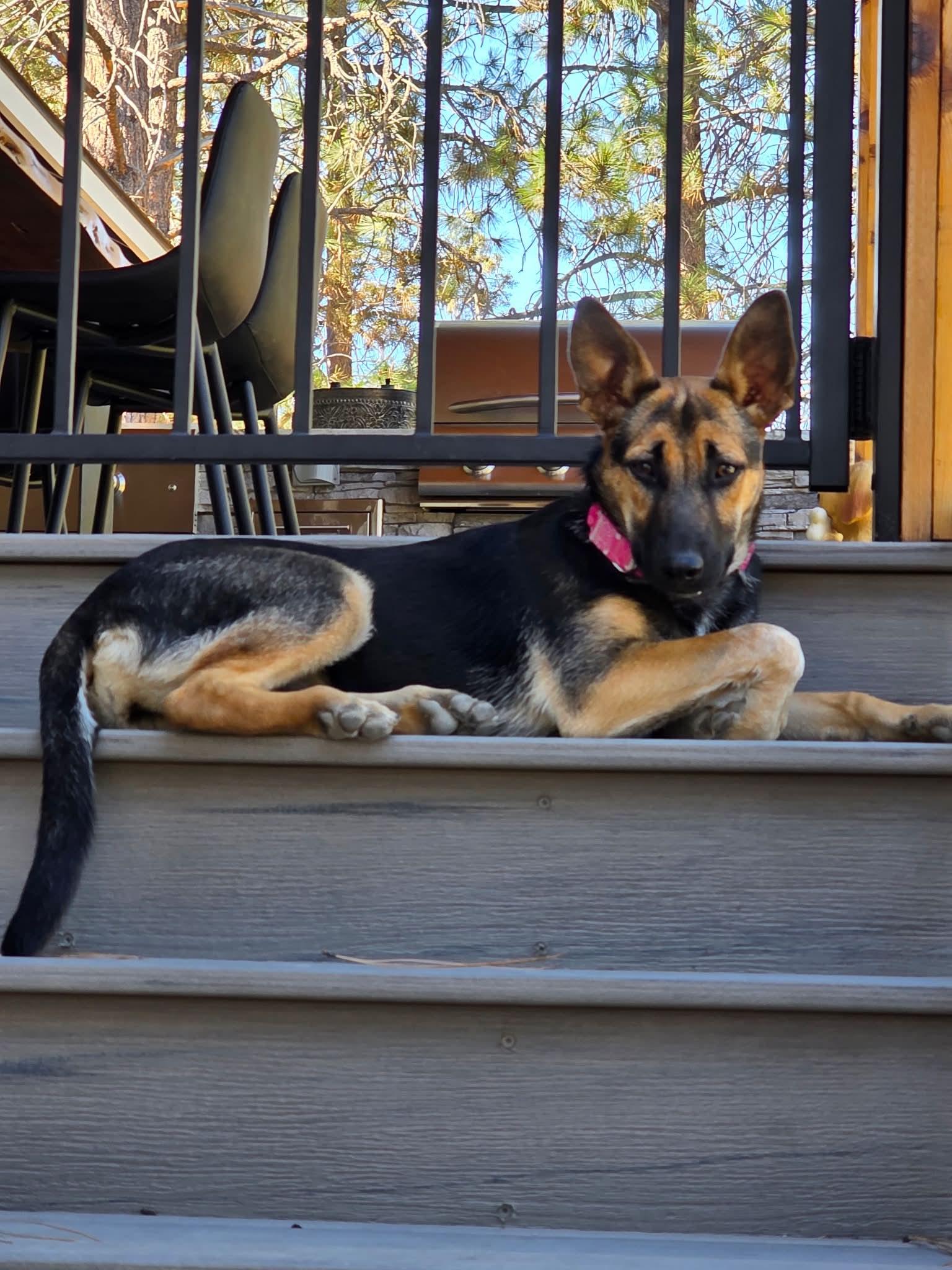 Enlarge Edith, a Adopted German Shepherd Dog in Bend, OR image 3/3