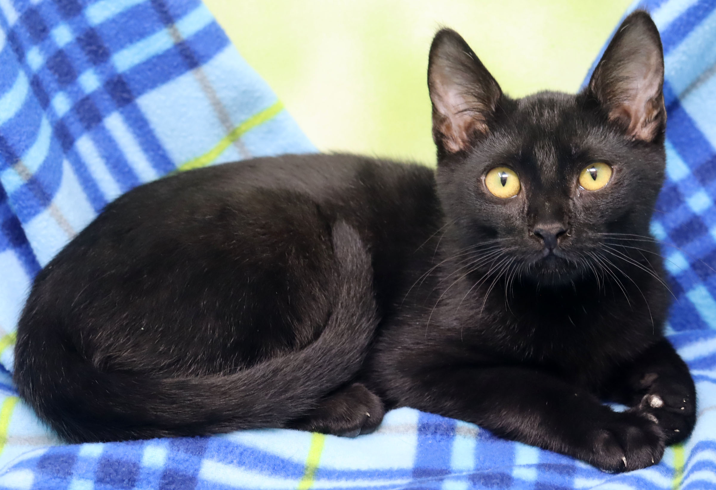 Enlarge Dillard, a Adoptable Domestic Short Hair in Tierra Verde, FL image 2/2