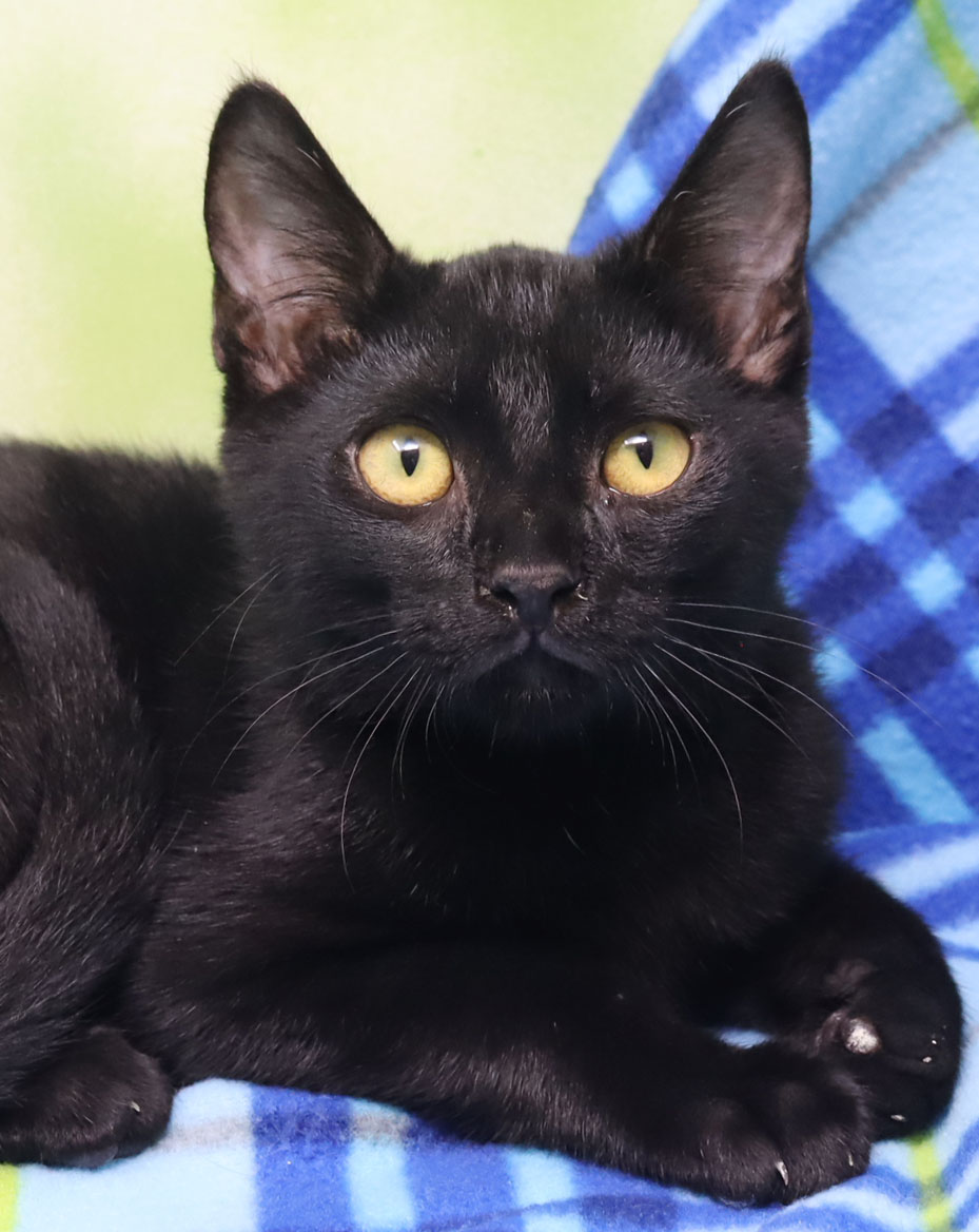 Enlarge Dillard, a Adoptable Domestic Short Hair in Tierra Verde, FL image 1/2