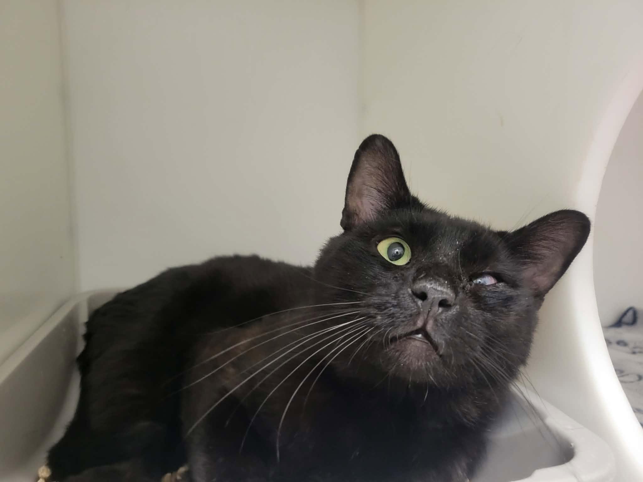 Enlarge Macadam, a Adoptable Domestic Short Hair in Delson, QC image 1/1
