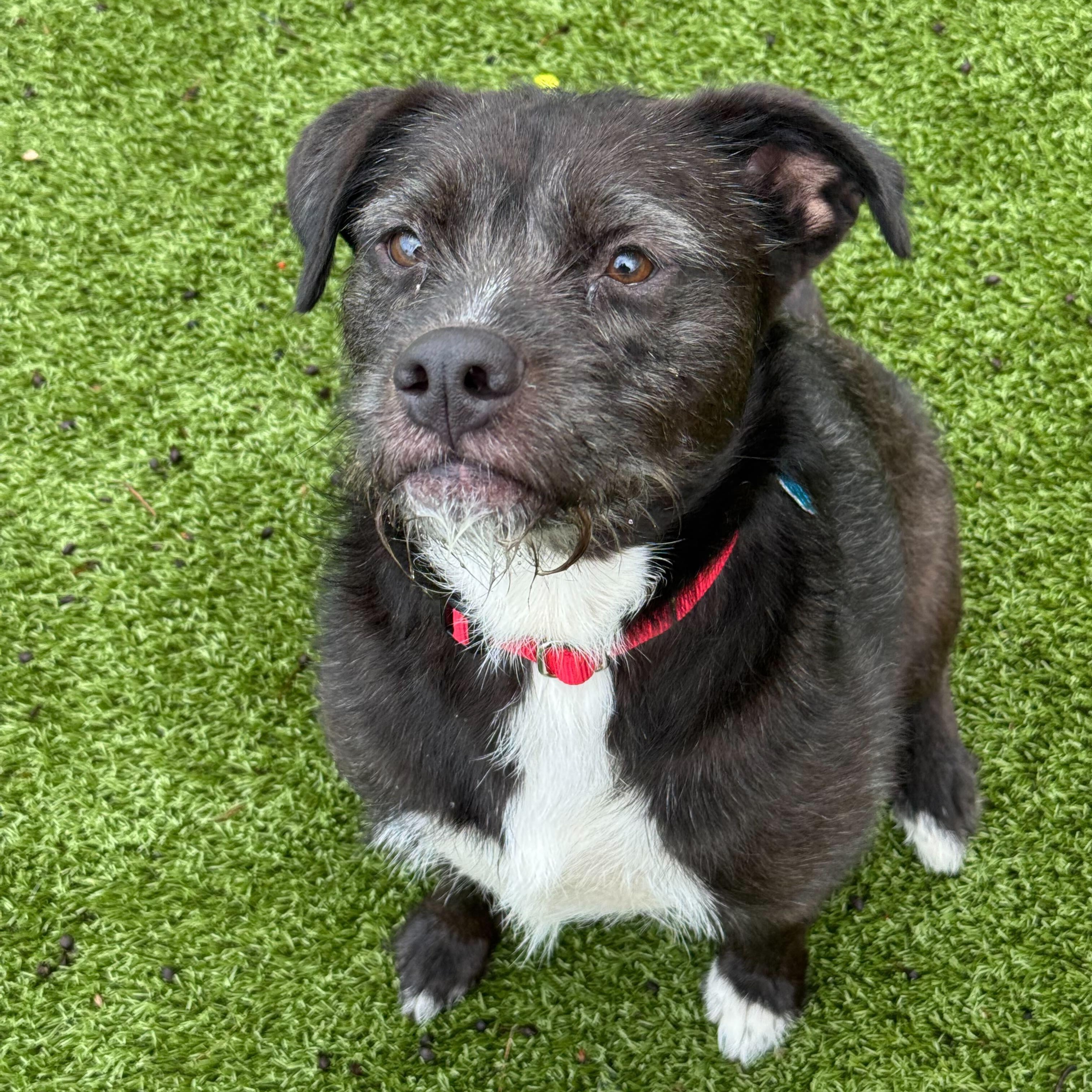 Dolly, ADOPTABLE, Adult Female Terrier.