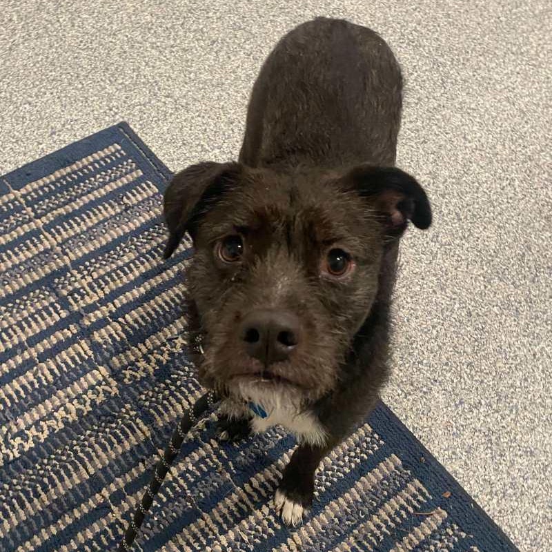 Enlarge Dolly, a ADOPTABLE mixed breed in New Bedford, MA image 2/2