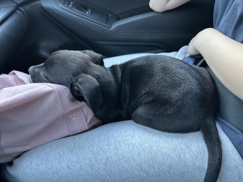 Ninja — thumbnail 2