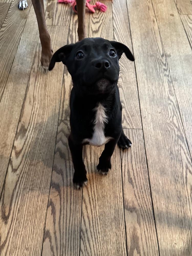 Ninja — thumbnail 3