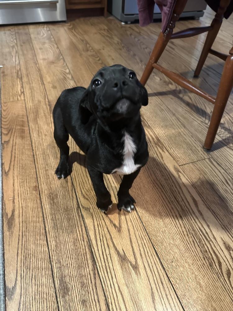 Ninja — thumbnail 4