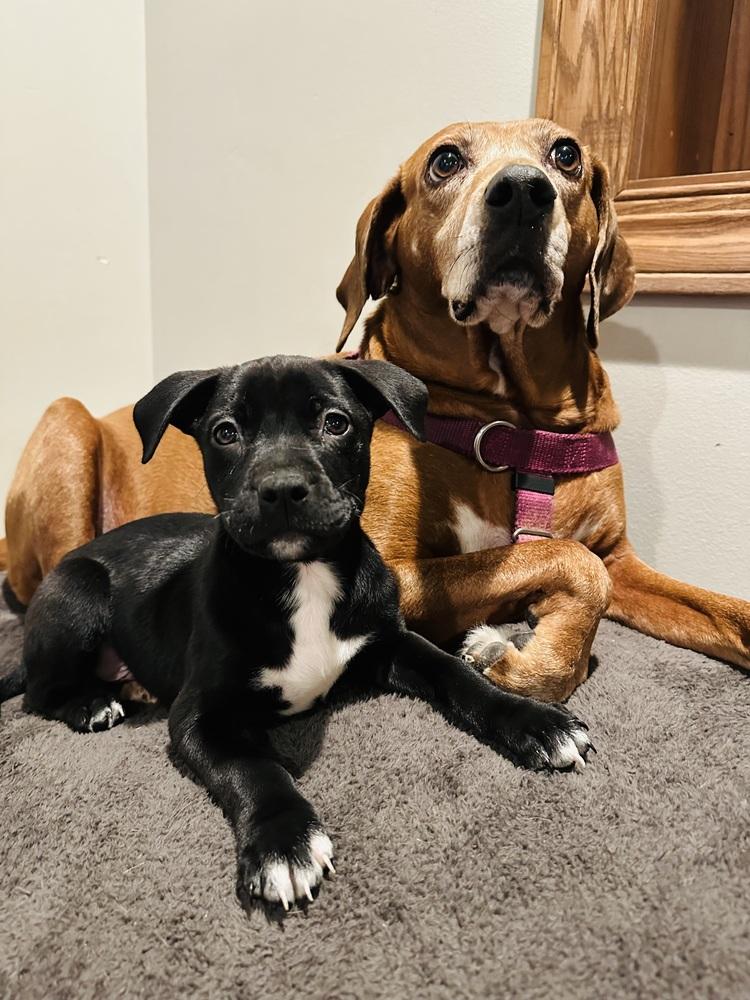 Ninja — thumbnail 5