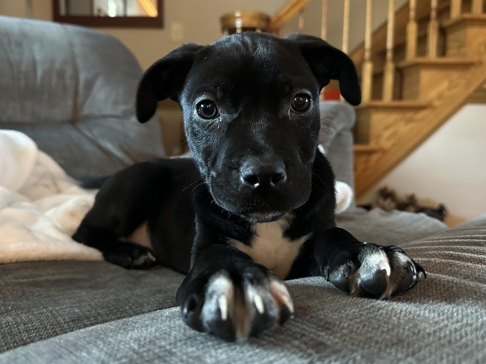 Ninja — thumbnail 6