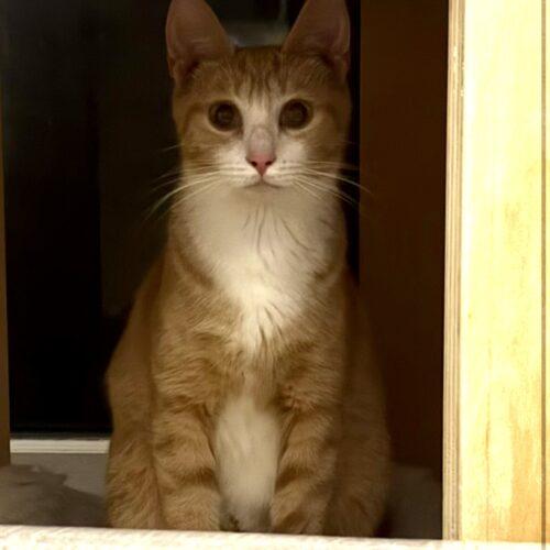 Marigold, Adoptable, Young Female Domestic Short Hair.