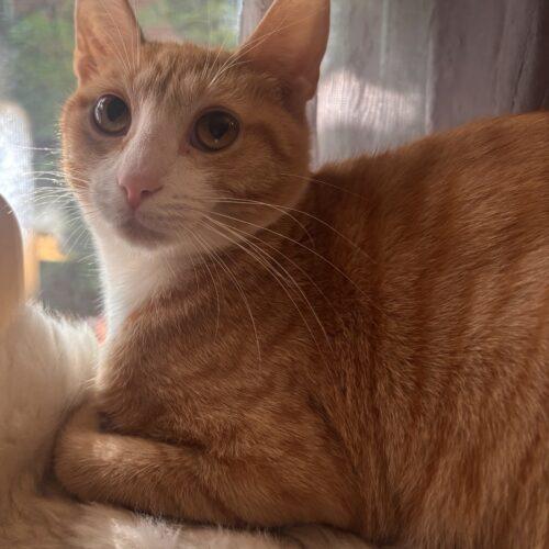 Marigold, a Adoptable Domestic Short Hair in Canal Winchester, OH image 2/5