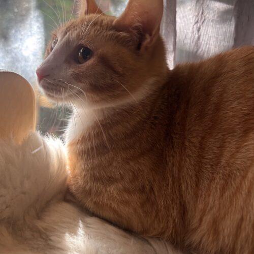 Marigold, a Adoptable Domestic Short Hair in Canal Winchester, OH image 3/5