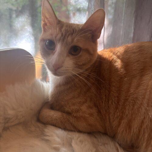 Marigold, a Adoptable Domestic Short Hair in Canal Winchester, OH image 4/5