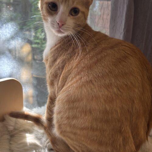 Marigold, a Adoptable Domestic Short Hair in Canal Winchester, OH image 5/5