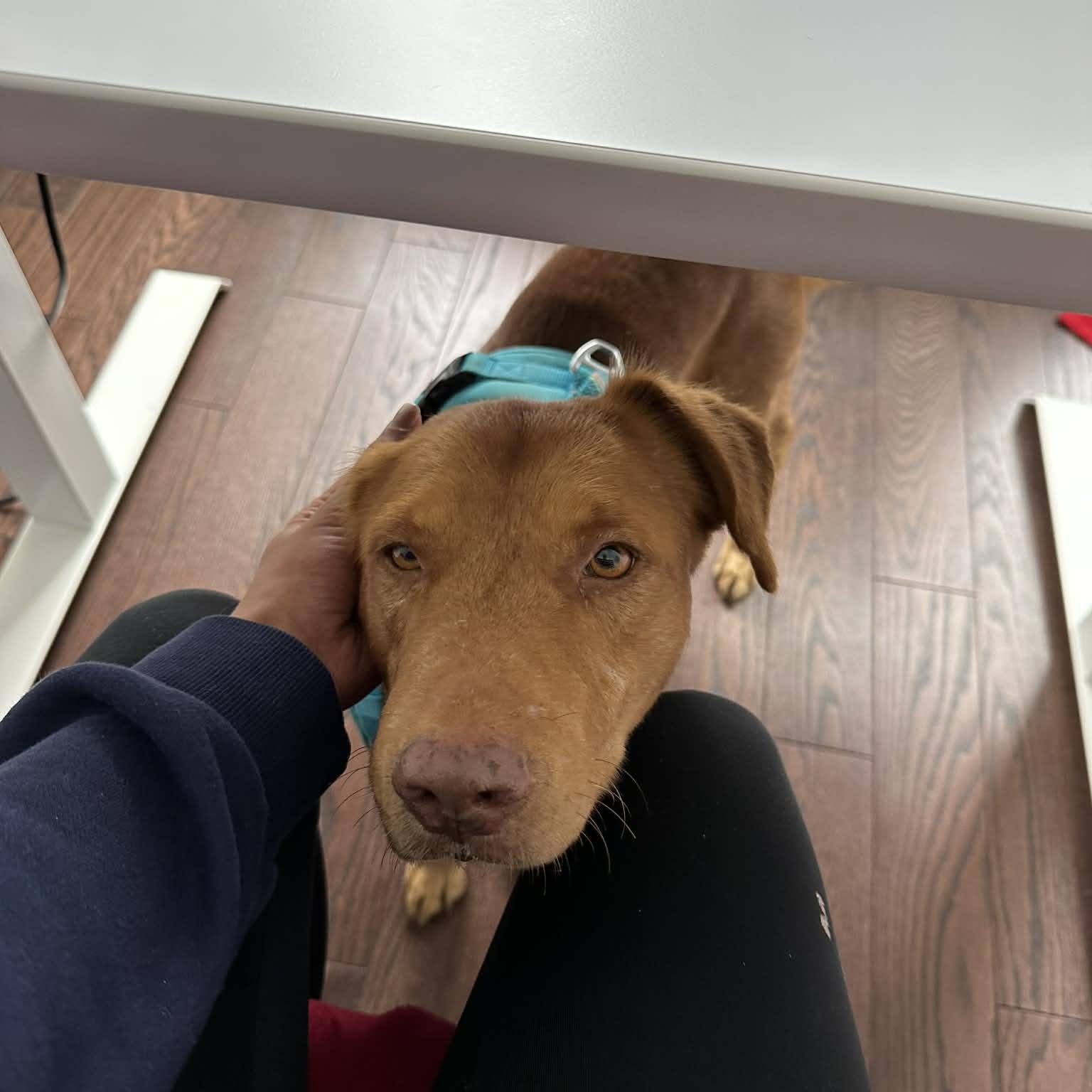 Enlarge Indy, an adoptable mixed breed in Woodstock, ON image 3/5