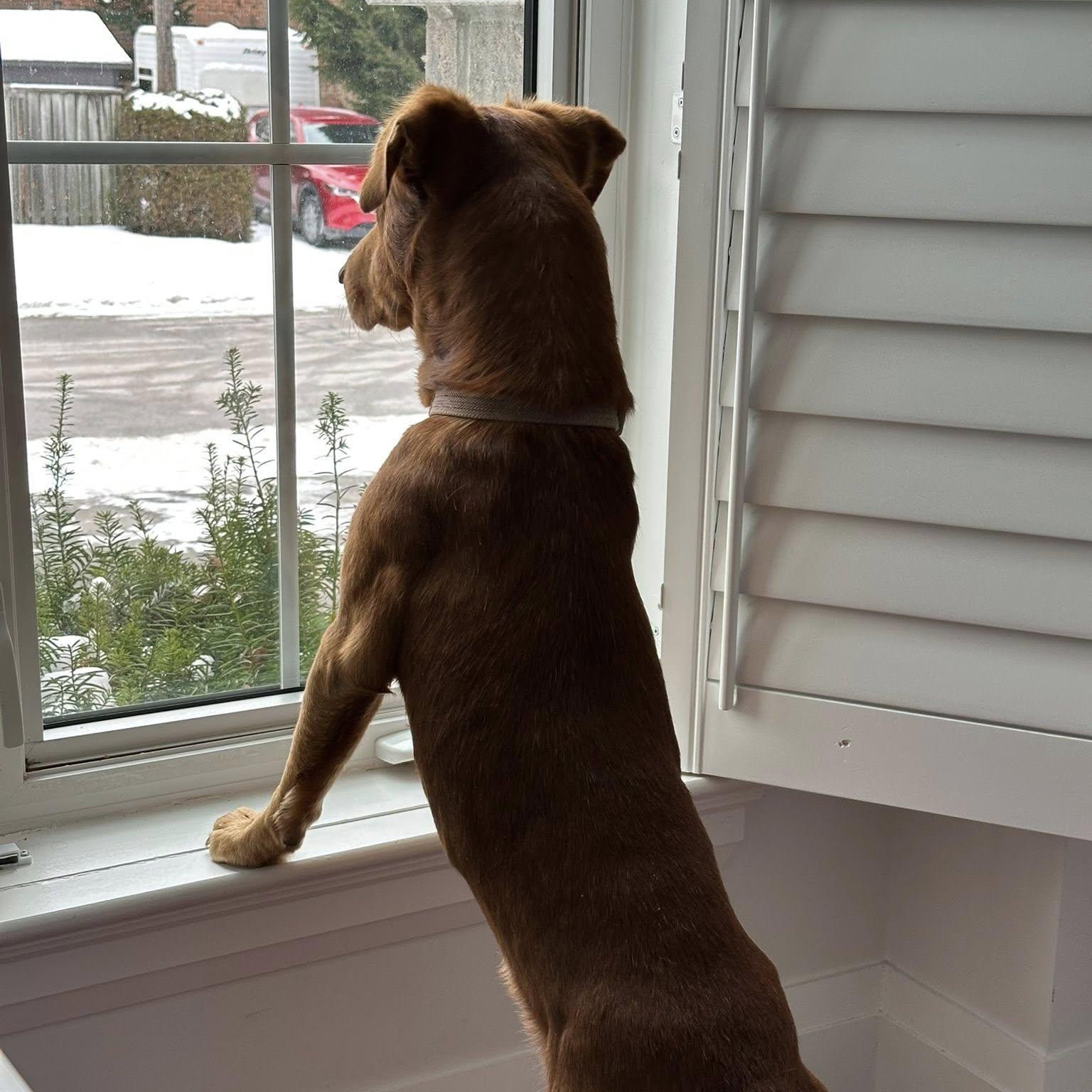 Enlarge Indy, an adoptable mixed breed in Woodstock, ON image 4/5