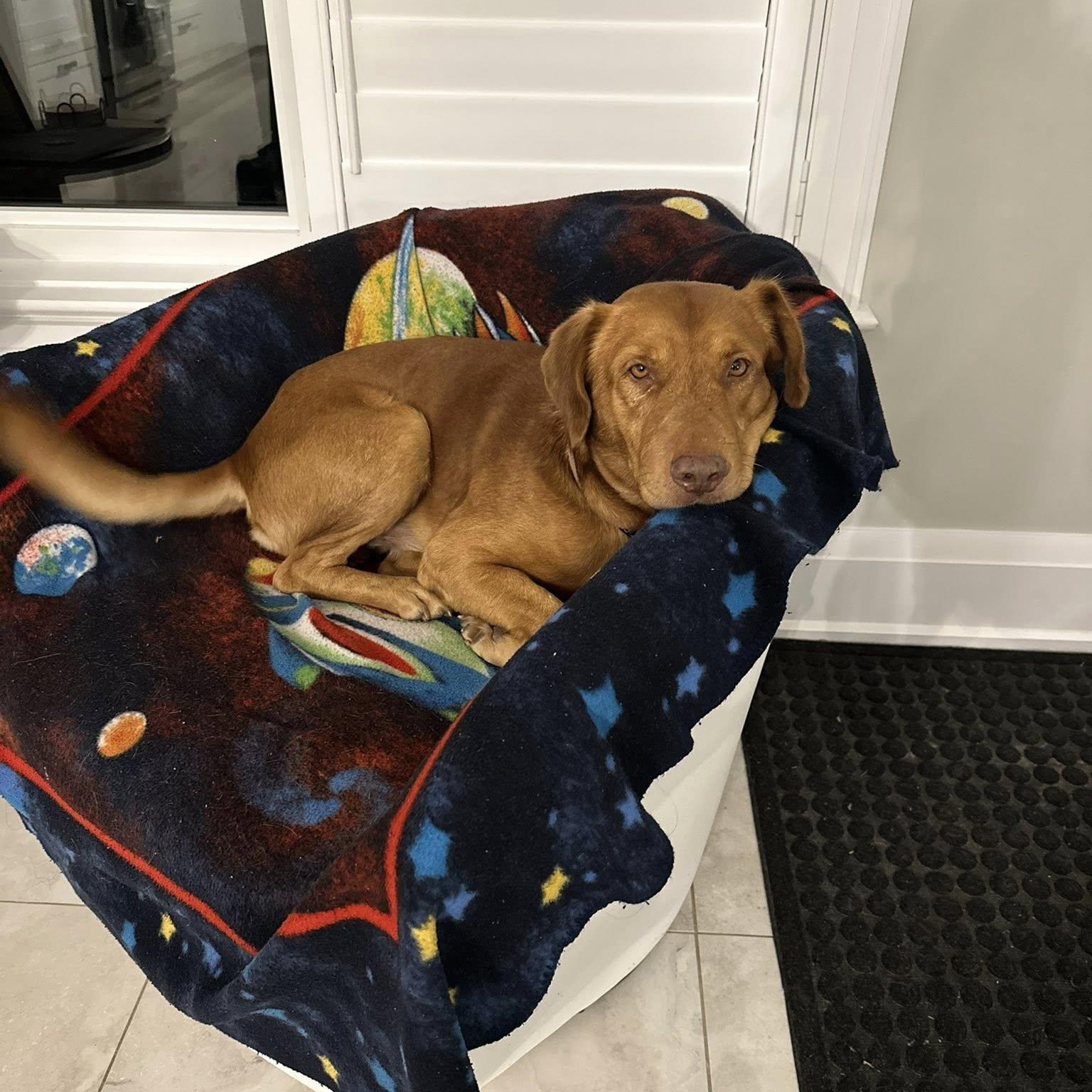 Enlarge Indy, an adoptable mixed breed in Woodstock, ON image 2/5