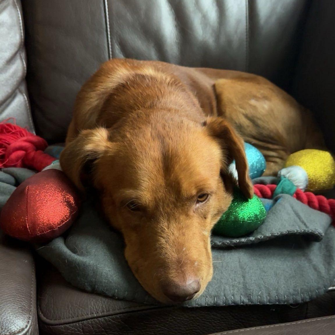 Enlarge Indy, an adoptable mixed breed in Woodstock, ON image 5/5