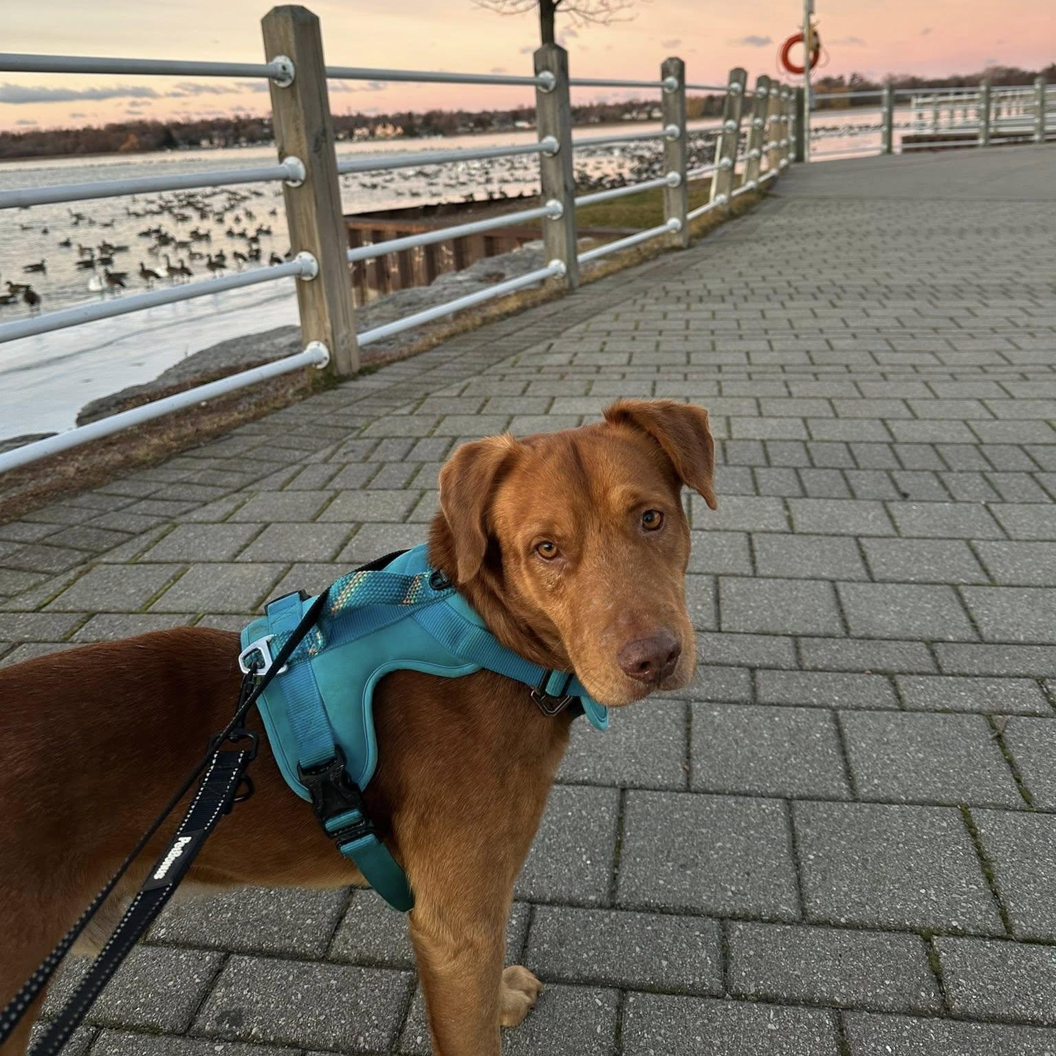 Indy, adoptable, Adult Male Labrador Retriever.