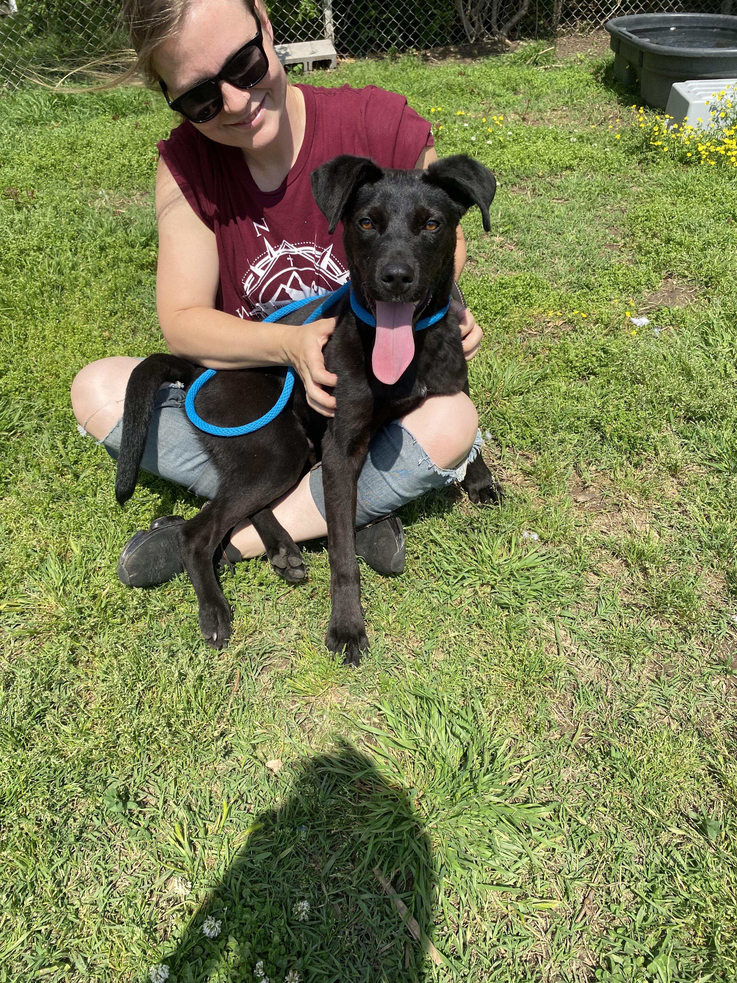 Polo, a Adoptable mixed breed in Blytheville, AR image 1/3