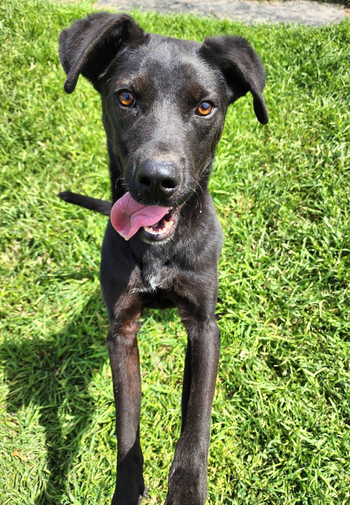 Polo, a Adoptable mixed breed in Blytheville, AR image 3/3