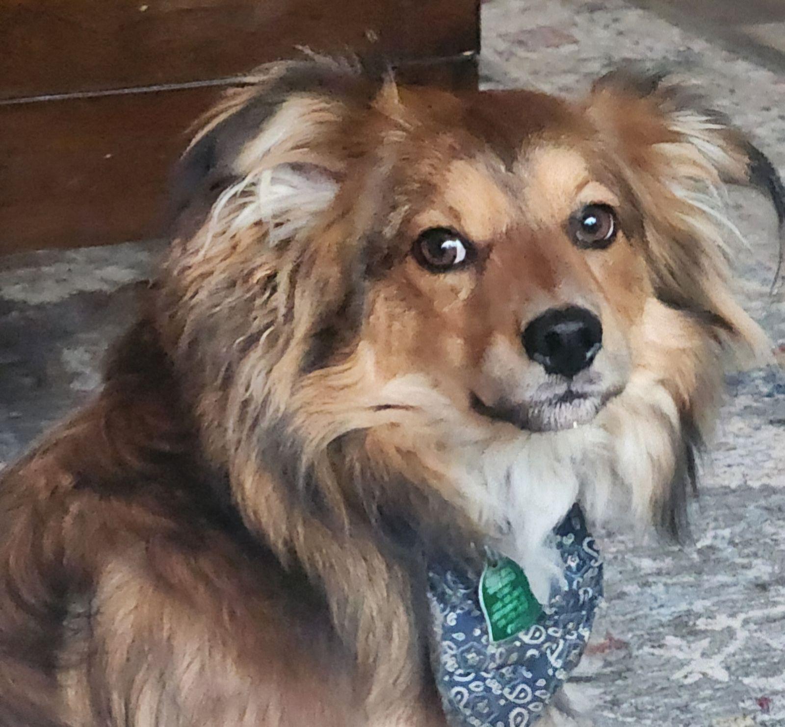 Enlarge Bodhi ~ ADOPTED!, a Adopted mixed breed in Chapel Hill, TN image 4/4