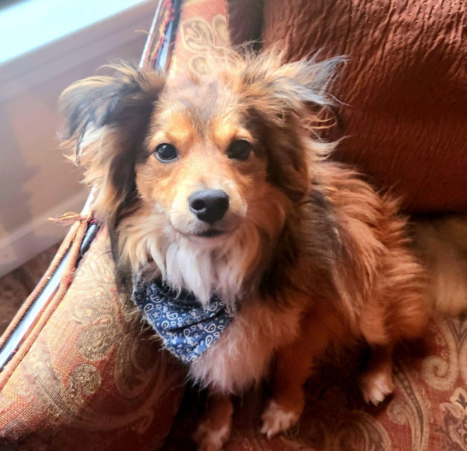 Enlarge Bodhi ~ ADOPTED!, a Adopted mixed breed in Chapel Hill, TN image 2/4