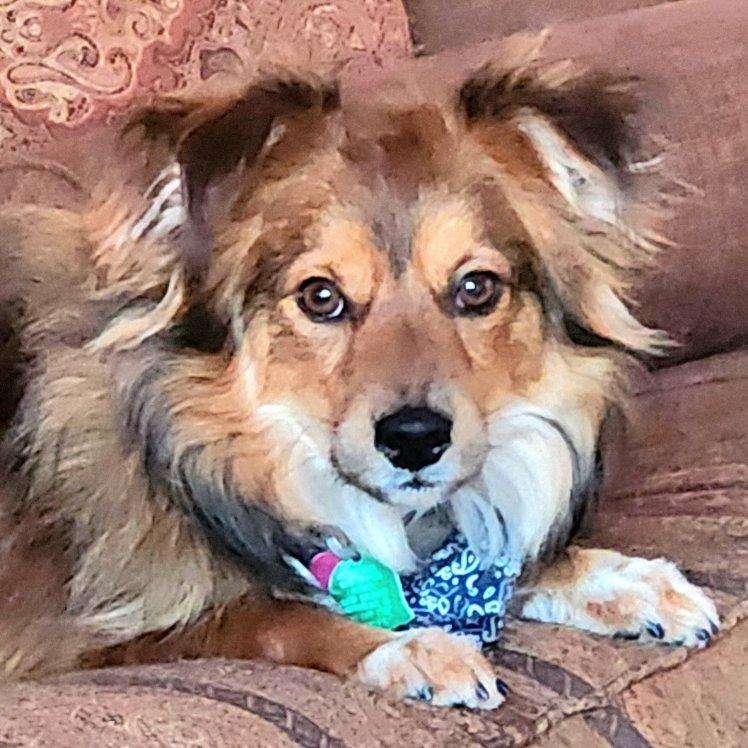 Bodhi ~ ADOPTED!, Adopted, Young Male Shetland Sheepdog / Sheltie & Pomeranian.