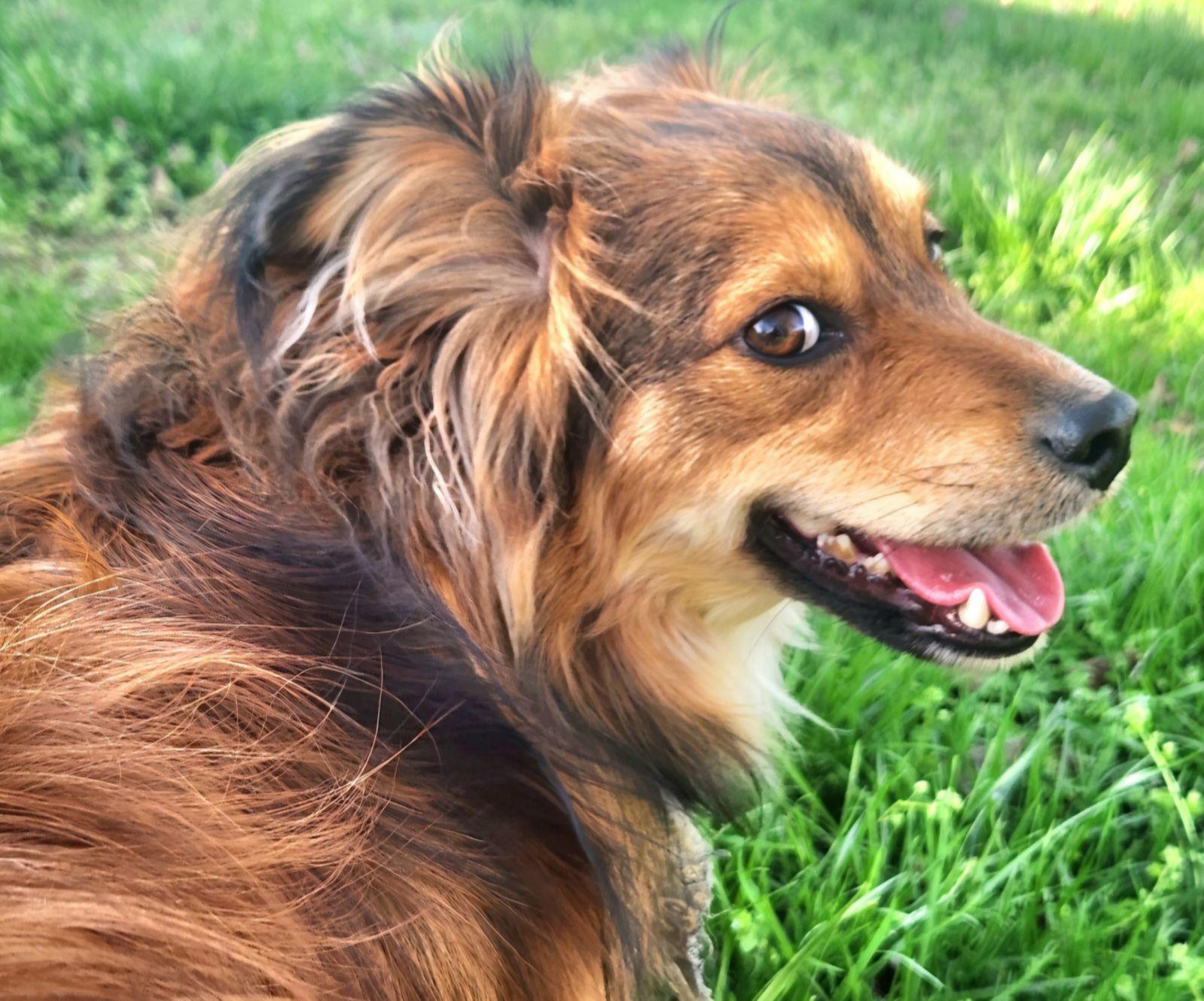 Enlarge Bodhi ~ ADOPTED!, a Adopted mixed breed in Chapel Hill, TN image 3/4