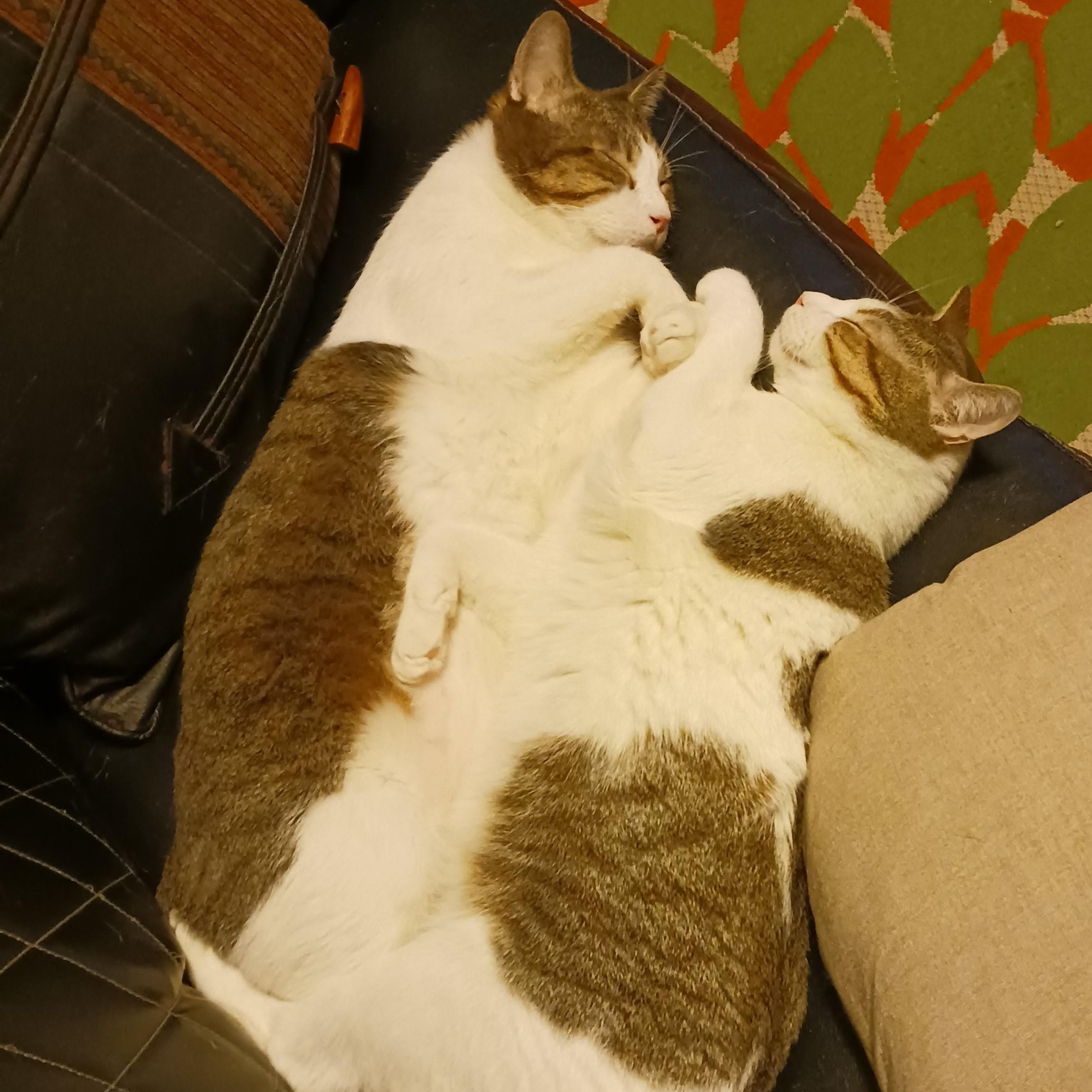 Enlarge Kaji and Natsu B. - Double the love! (bonded pair), an adoptable Domestic Short Hair in New York, NY image 3/6