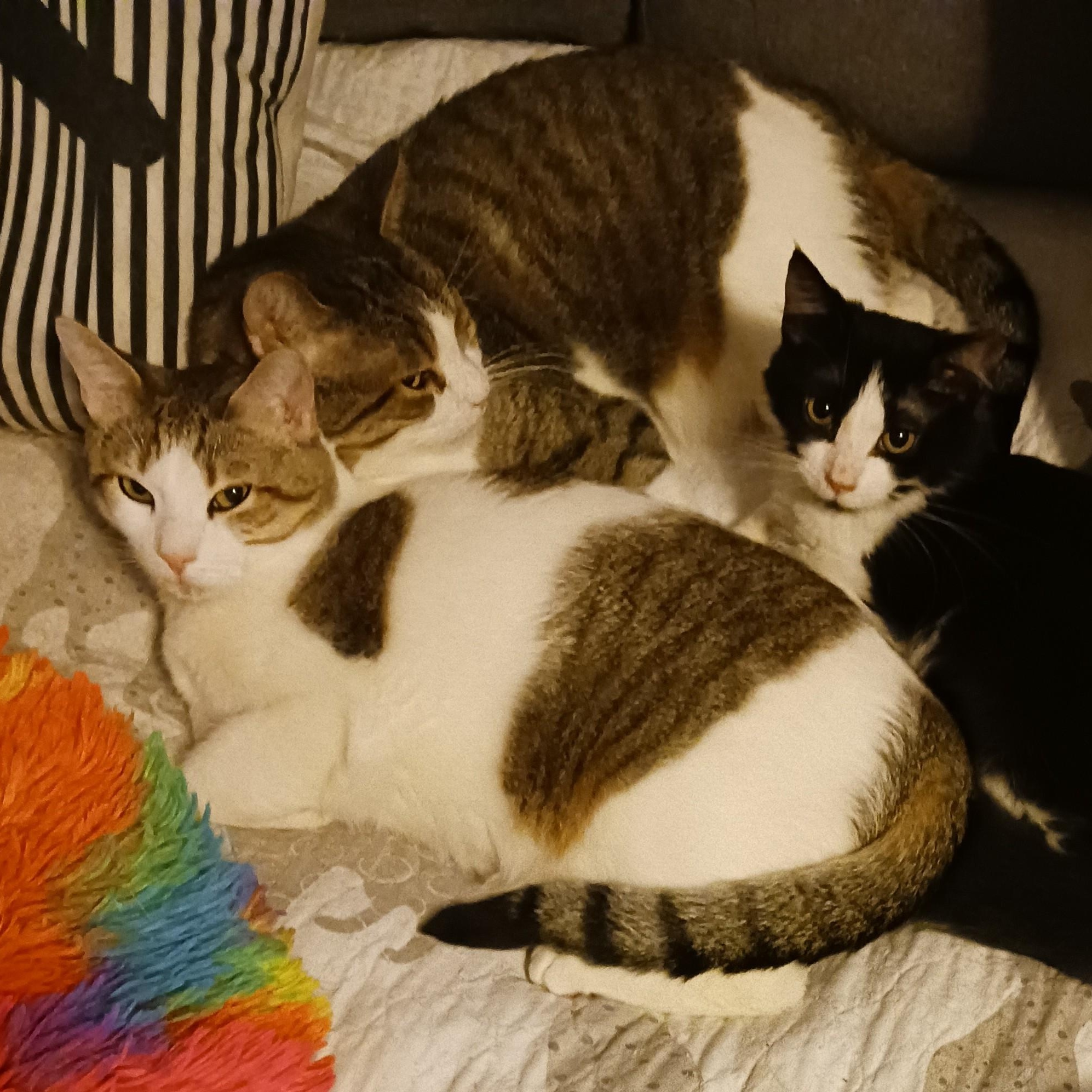 Enlarge Kaji and Natsu B. - Double the love! (bonded pair), an adoptable Domestic Short Hair in New York, NY image 5/6