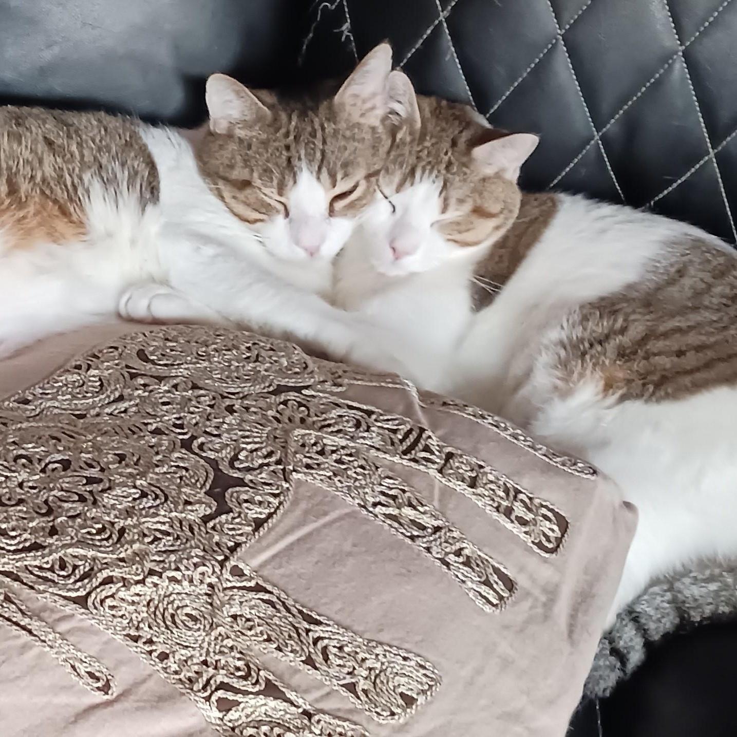 Enlarge Kaji and Natsu B. - Double the love! (bonded pair), an adoptable Domestic Short Hair in New York, NY image 2/6
