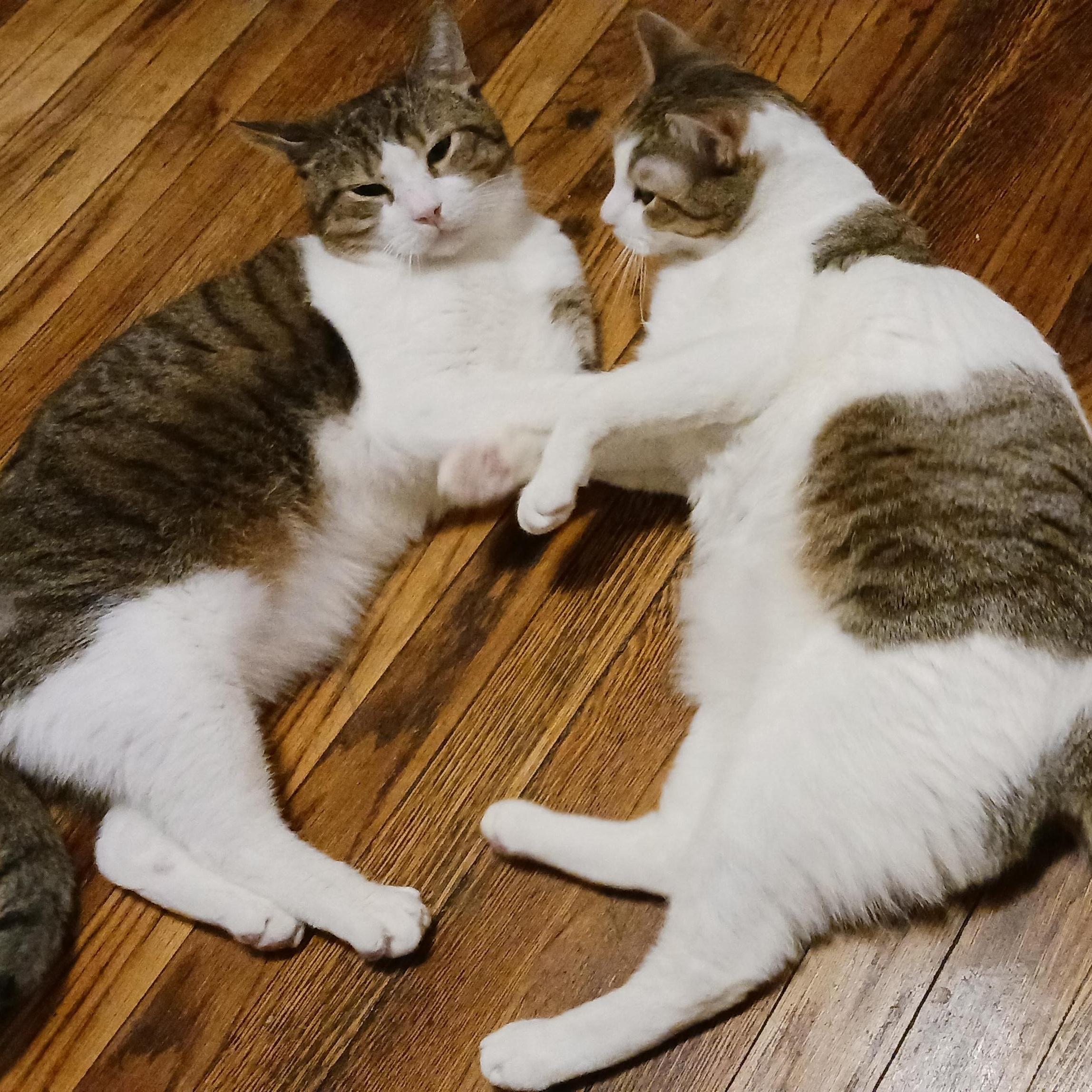Kaji and Natsu B. - Double the love! (bonded pair), adoptable, Young Male Domestic Short Hair.