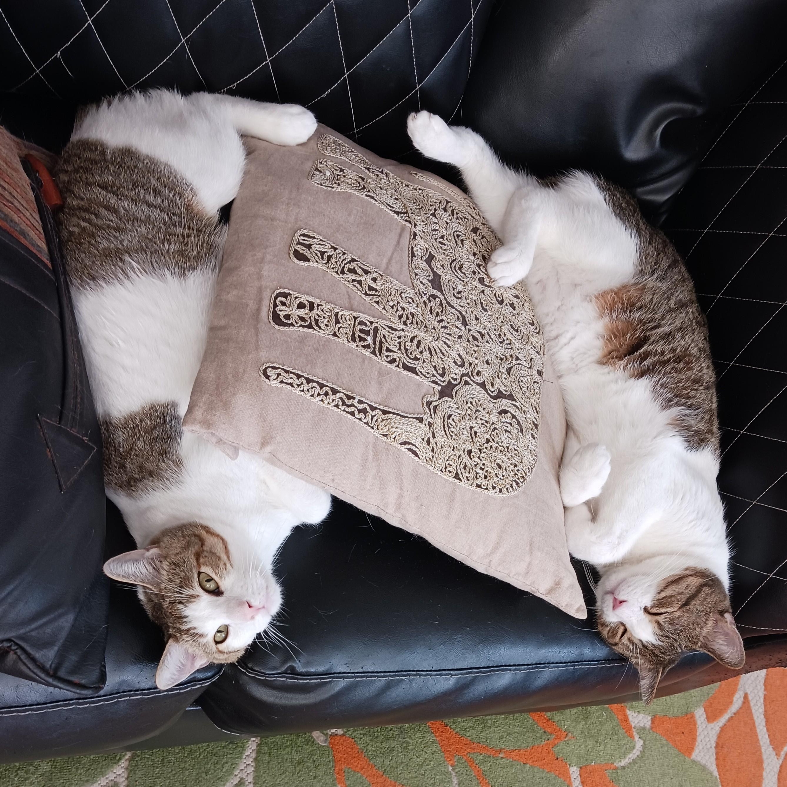 Enlarge Kaji and Natsu B. - Double the love! (bonded pair), an adoptable Domestic Short Hair in New York, NY image 4/6