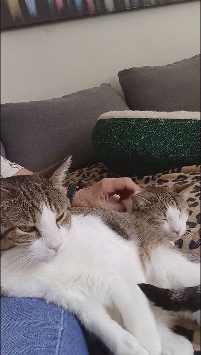 Enlarge Kaji and Natsu B. - Double the love! (bonded pair), an adoptable Domestic Short Hair in New York, NY video 6/6