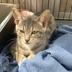 Dale, Adoptable, Young Male Domestic Short Hair.