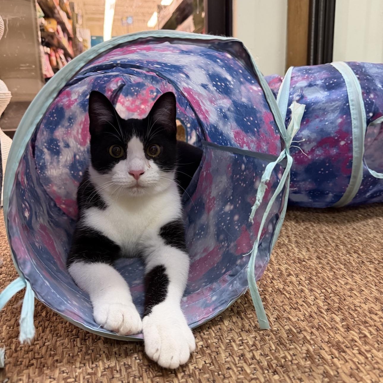 Mr Hunk, ADOPTABLE, Kitten Male American Shorthair.